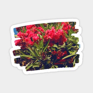 Pretty Red Flower with green leaves nature lovers beautiful photography design Magnet