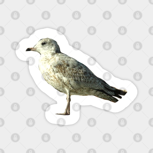 Seagull Magnet by Laybov