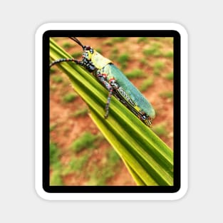 Grasshopper Resting On Coconut Leaf Magnet