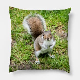 Grey squirrel on some grass Pillow