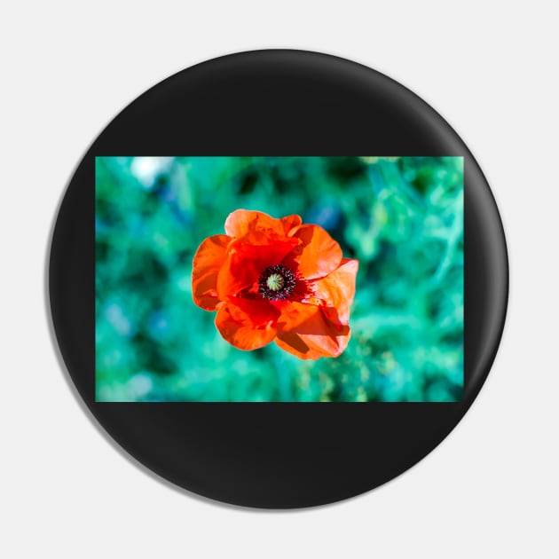 Scarlet red common poppy flower Pin by lena-maximova