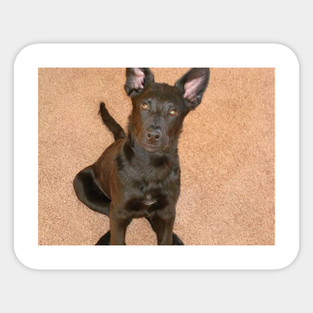 Black German Shepherd Puppy Black German Shepherd Sticker
