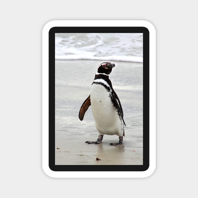 Magellanic Penguin Strolling on the Beach Magnet by Carole-Anne