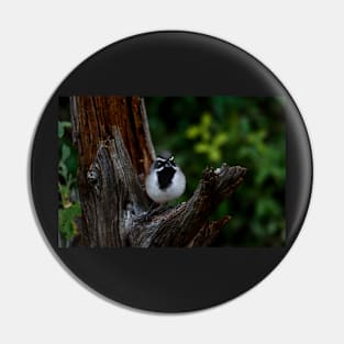 Black-throated Sparrow The Bandit Pin