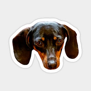 Dacshshund stare Magnet