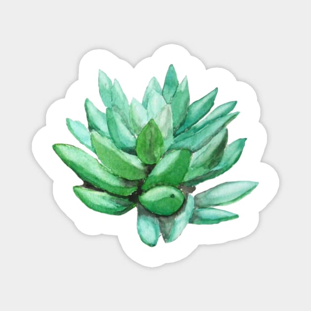 succulent echeveria Magnet by colorandcolor