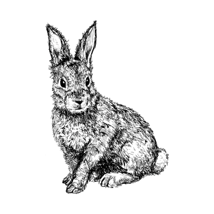 Bunny T Shirts Teepublic