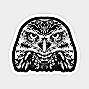 The little owl (Athene noctua) Magnet