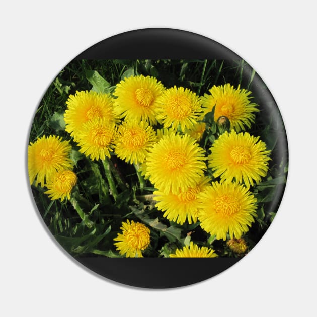 Golden Dandelions Pin by ConniSchaf