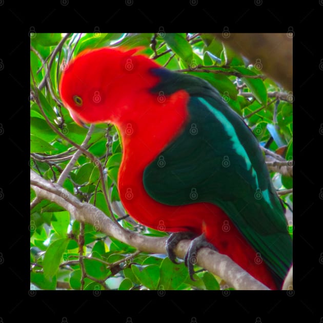 A distorted king parrot! by Mickangelhere1