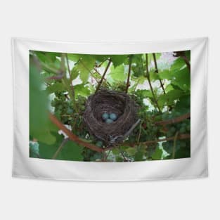 Nest in the Riesling - Magpie Springs - Adelaide Hills Wine Region - Fleurieu Peninsula - Winery Tapestry