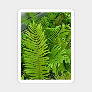 Green Ferns Magnet