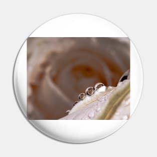 Dew drops on white rose Pin