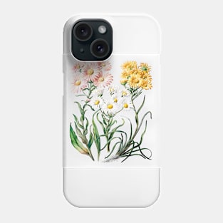 New Zealand snow groundsels (1848–1927) Phone Case