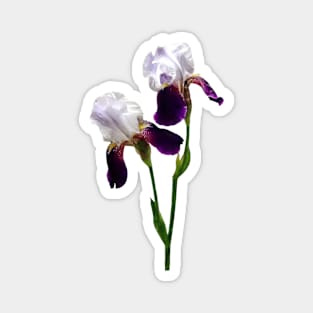 Twin Irises Maroon and White Magnet