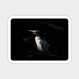 Night heron Magnet