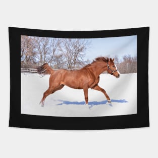 Verrazano filly Tapestry