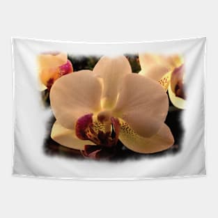 Orchid in light Tapestry