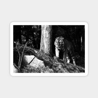 Year of the tiger 2022/6 /  Swiss Artwork Photography Magnet