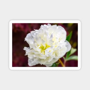 White Peony Magnet