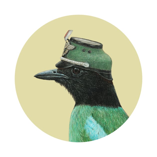 Hooded pitta by Mikhail Vedernikov