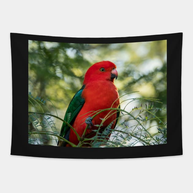 Male King Parrot: Birds of Australia Tapestry by AndrewGoodall