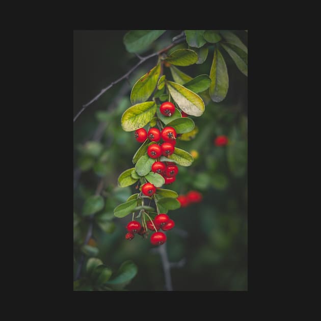 Berries by CarlaSophia