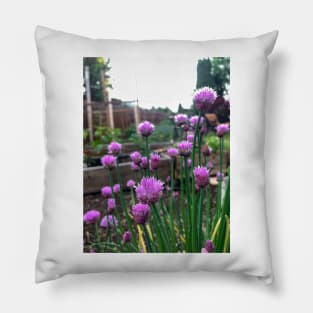 Fresh edible chive blossoms Pillow