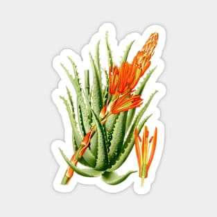 Aloe Vera vintage illustration Magnet