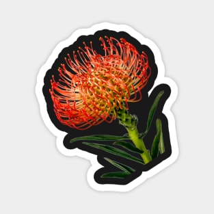 Bright Red Pincushion Protea Magnet