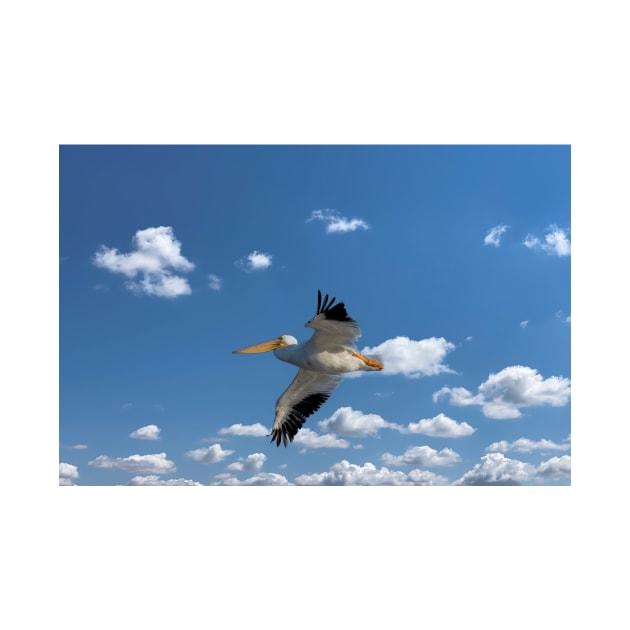 American White Pelican In Flight by Debra Martz