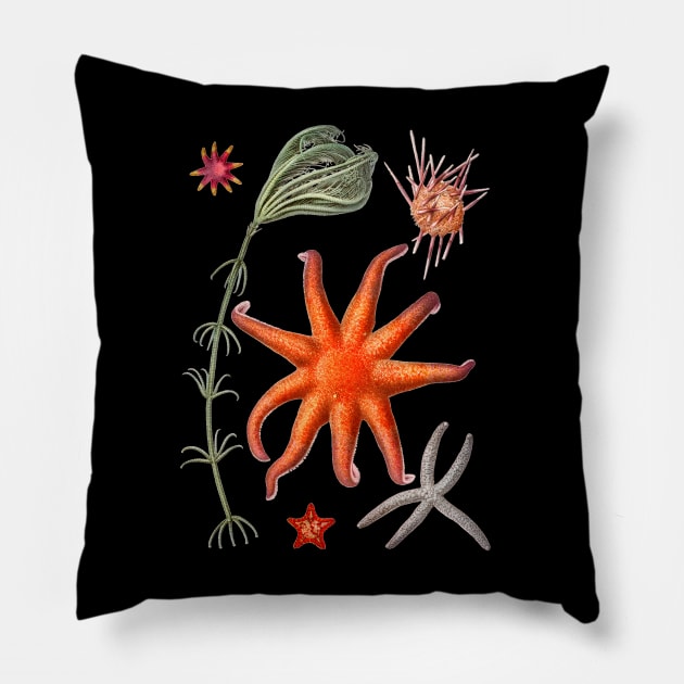 Starfish varieties Pillow by NightvisionDesign