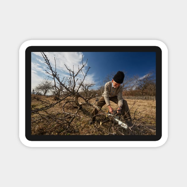 Senior farmer trimming trees Magnet by naturalis