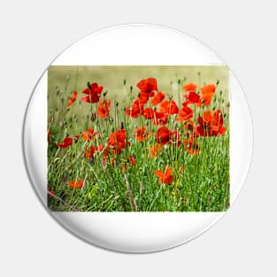 Red poppy field view Pin