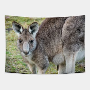 Eastern Grey Kangaroo Tapestry