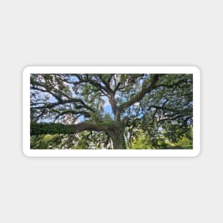 Tranquil Majesty: Audubon Park's Sprawling Oak Tree Magnet