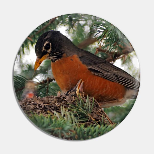 Momma American Robin In Her Nest Pin by BackyardBirder