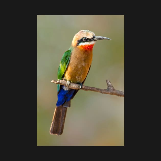 Whitefronted Bee-eater, Botswana by scotch