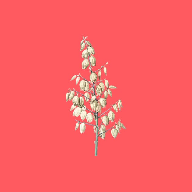 Vintage Adam's Needle Botanical Illustration by Holy Rock Design