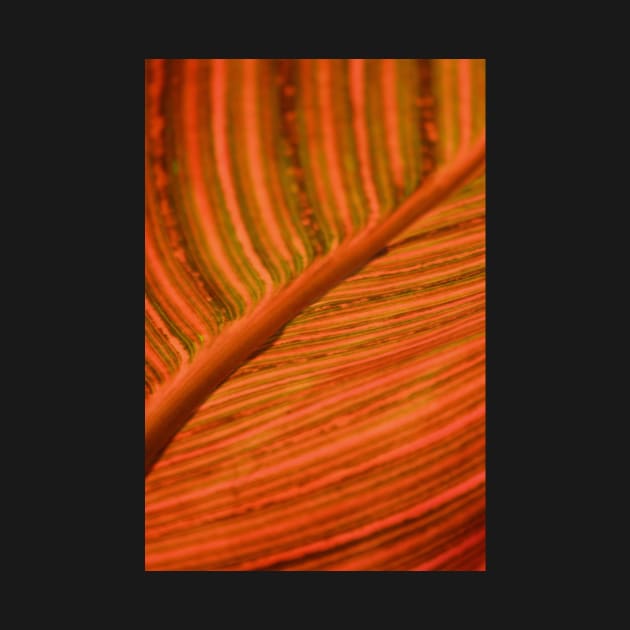 Canna leaf by LaurieMinor