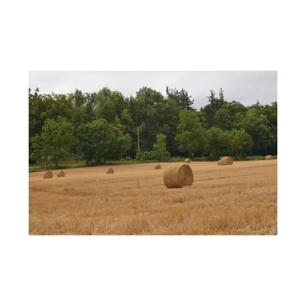 Made Hay while the Sun Shone by srosu