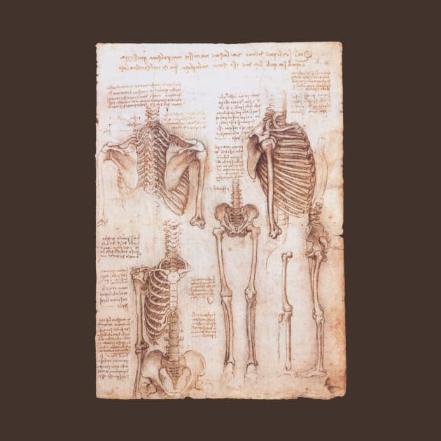 Human Anatomy Skeletons by Leonardo da Vinci by MasterpieceCafe