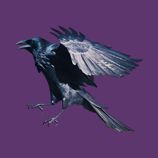 Raven in Mid-flight by Vampyre Zen