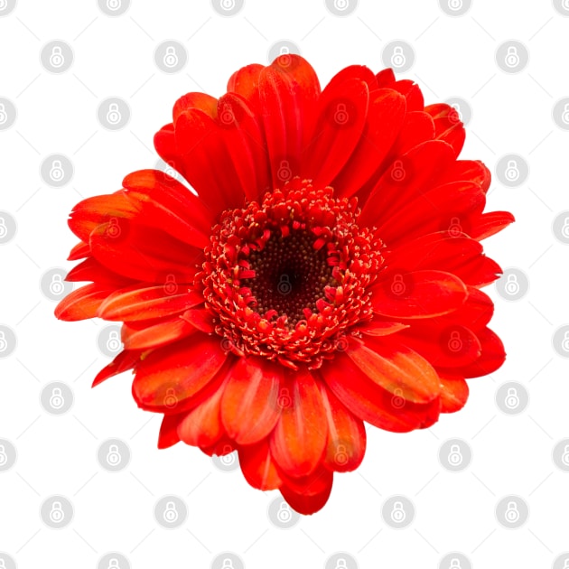 Red Gerbera Daisy Head by Shirasaya