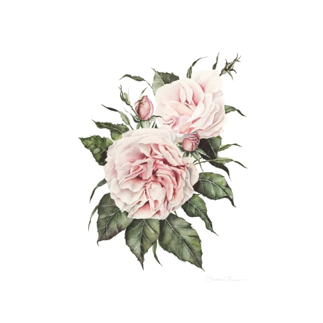 Pink Garden Roses by ShealeenLouise