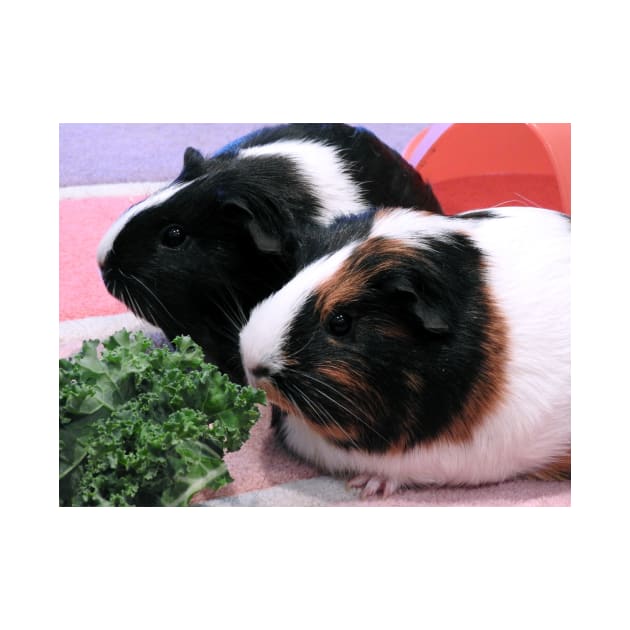 Guinea Pigs - Georgia & Twinkle by kirstybush