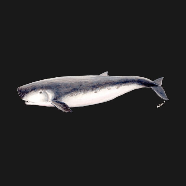 Pygmy sperm whale by chloeyzoard