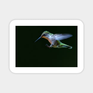 Incoming - Ruby-throated hummingbird Magnet