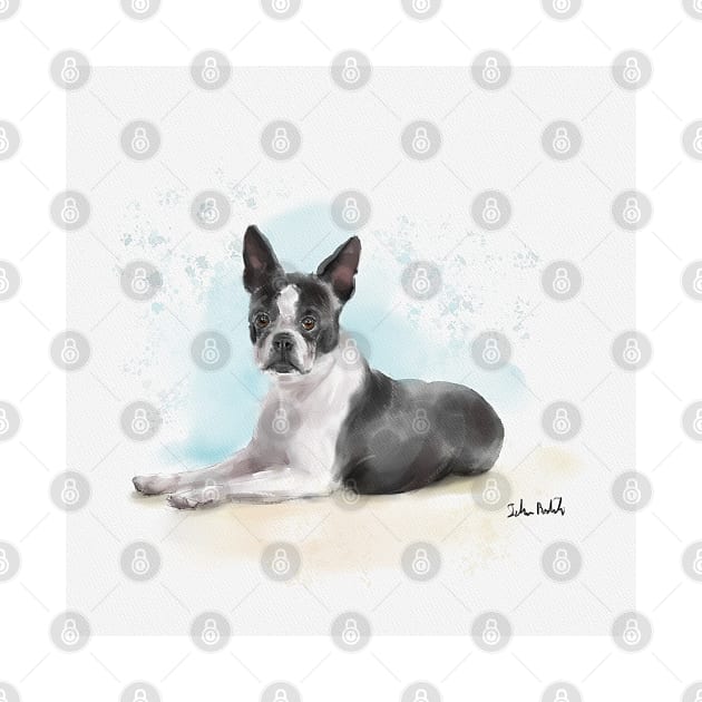 Watercolor Sketch of a Black and White Boston Terrier Lying Down by ibadishi