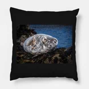 Grey Seal on the Rocks Pillow